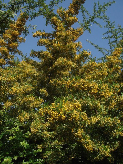 Pyracantha crenulata P26